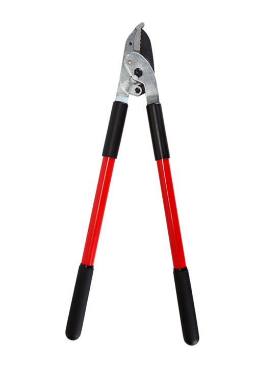 CL206